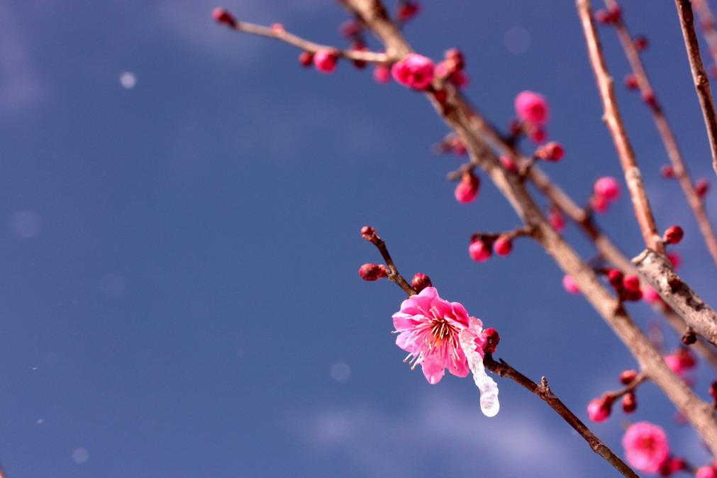 青空と雪、、、_b0093678_2223308.jpg