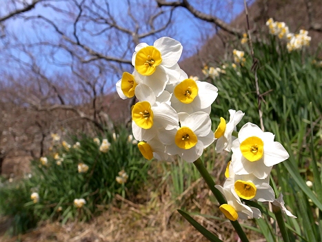 今年最初のお花見＠湯河原梅林_e0156083_1603389.jpg