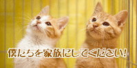 c0159092_205718.gif