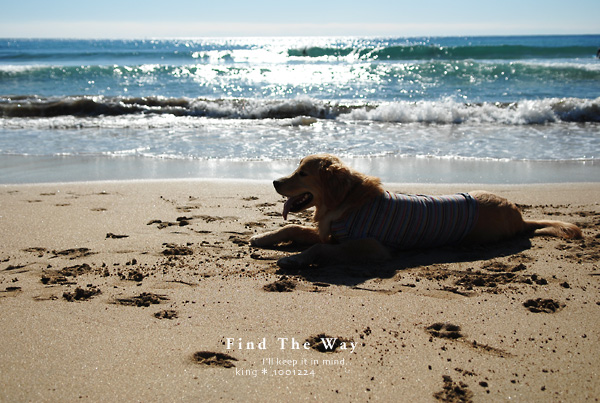 【犬的散歩日和】千葉・御宿海岸 1/2 〜 海の旅人_f0054594_2584242.jpg