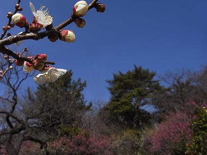 2010 大倉山梅林開花情報 4_b0105897_2041770.jpg