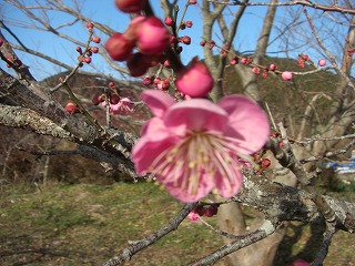 c0125501_1084663.jpg