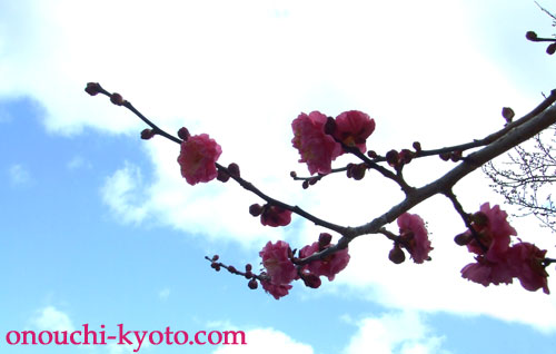 京都の過ごし方　－ある日の休日－_f0184004_22544648.jpg