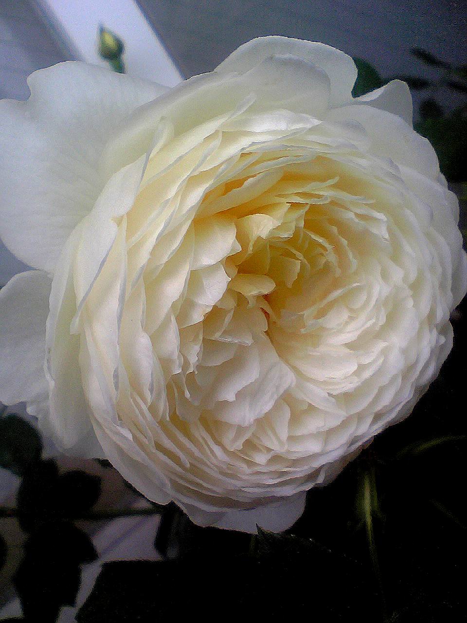 a0170118_0141424.jpg