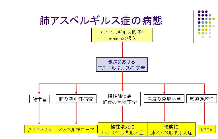 侵襲性肺アスペルギルス症（Invasive Pulmonary Aspergillosis；IPA）_e0156318_2352848.jpg