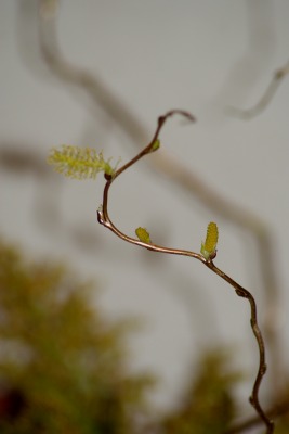 f0170524_11552694.jpg
