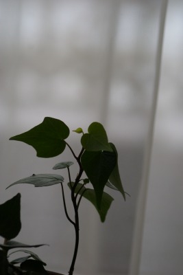 f0170524_11553024.jpg