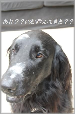 のほほんサンデー♪おもてなし料理大集合~♪_d0104926_53327.jpg