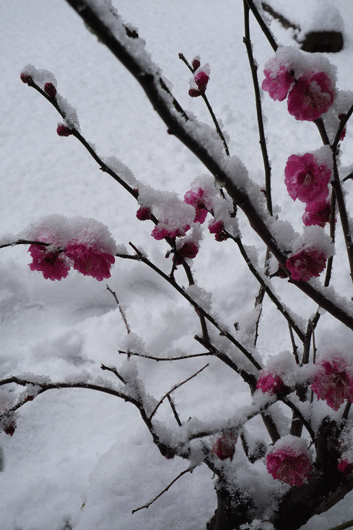 c0093046_7492064.gif