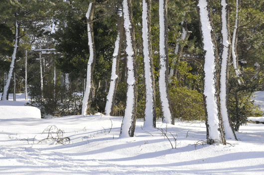 c0093046_7493664.gif
