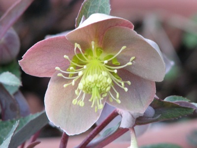 クリスマスローズのこぼれ種 続々発芽 卯の花日記