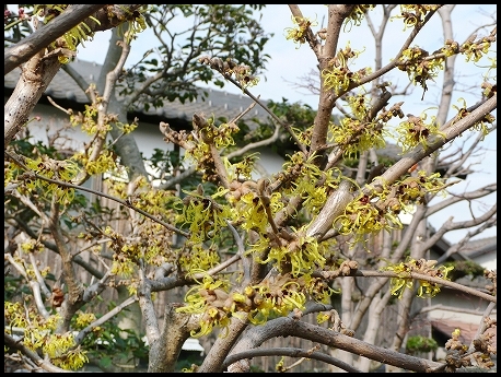 桜島大根_c0079206_11141223.jpg