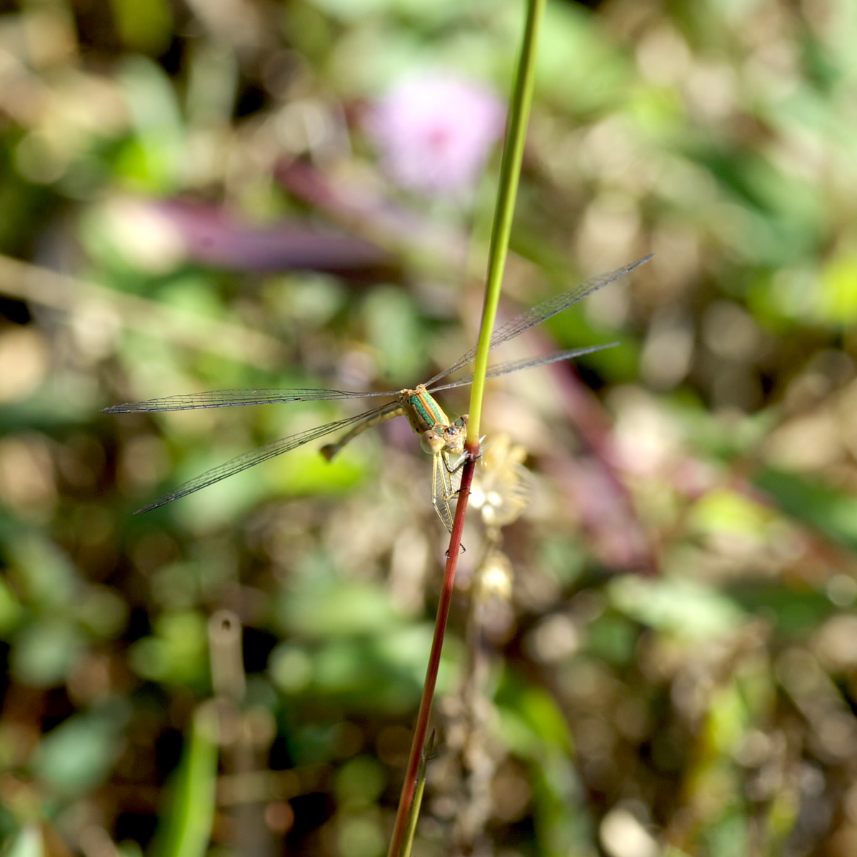 e0142611_16122043.jpg