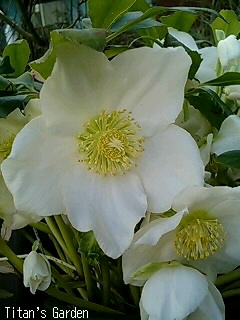 Helleborus_b0099813_050344.jpg