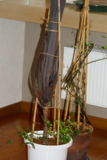 f0170524_12135436.jpg