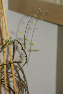 f0170524_12144439.jpg