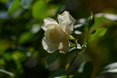 f0170524_1221567.jpg