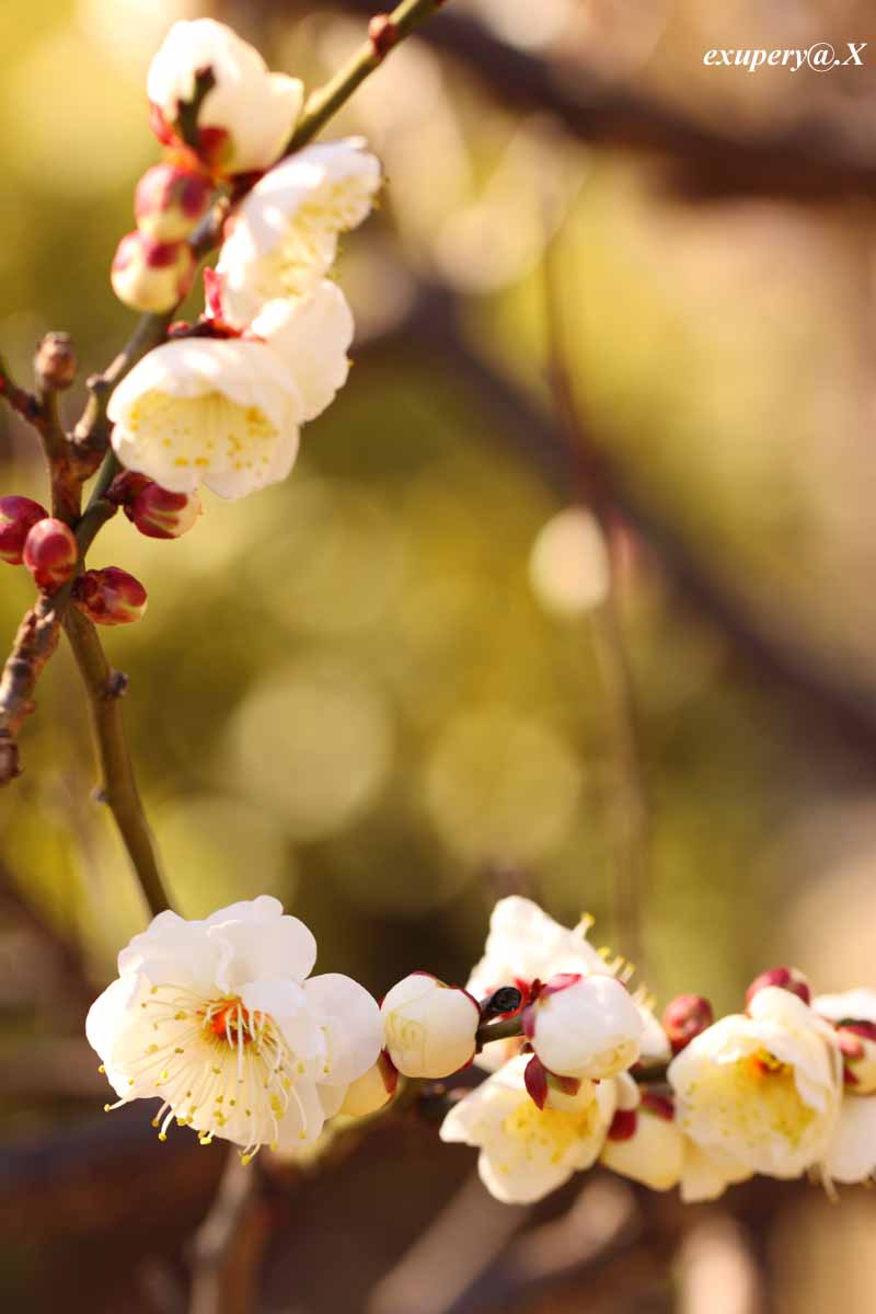 王子動物園咲いていた梅の花を撮影しました_e0195337_23343842.jpg