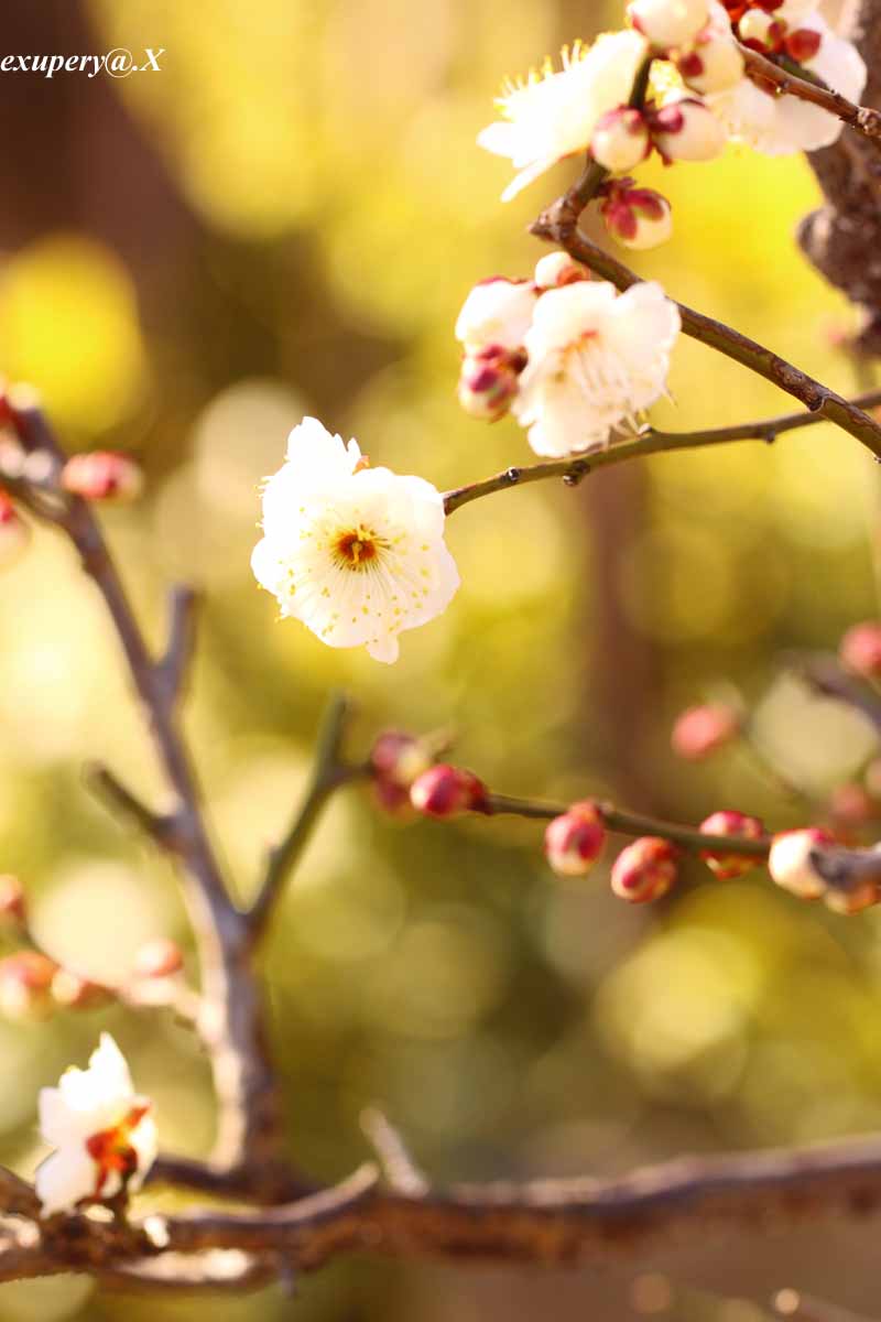 王子動物園咲いていた梅の花を撮影しました_e0195337_23344722.jpg