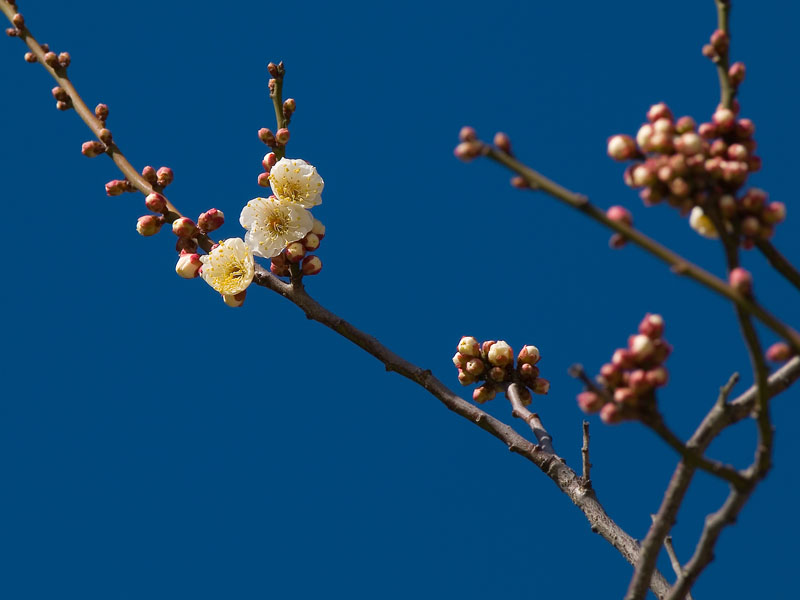 牛尾梅林の梅　１_c0014538_19421719.jpg