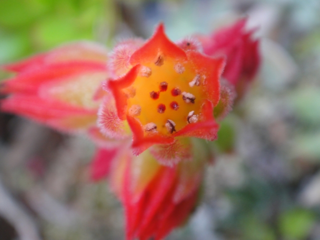 c0108460_1734493.jpg