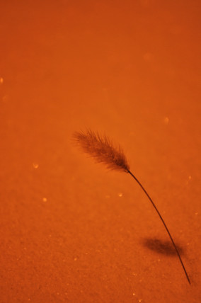 e0028272_1114053.jpg