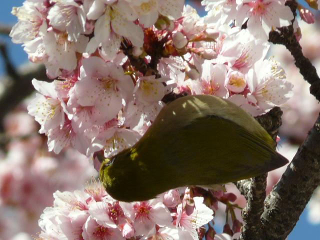 武蔵小杉二ケ領用水の桜_e0145782_17542057.jpg