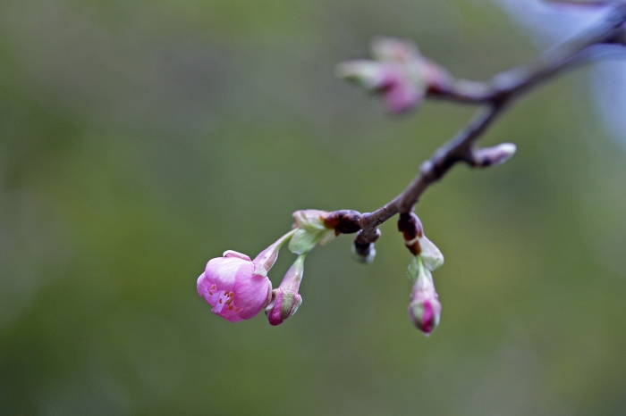 河津桜_f0173817_13375262.jpg