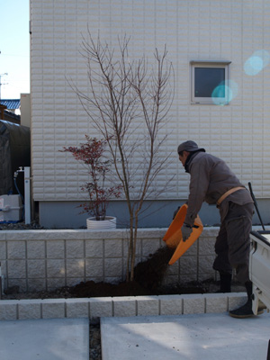 外溝工事１８日目　植栽②_b0177125_22371153.jpg