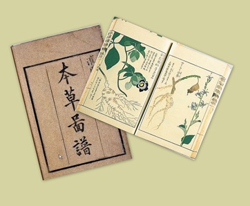 植物図鑑の絵 yamyam町一丁目 植物図鑑の絵 yamyam町一丁目