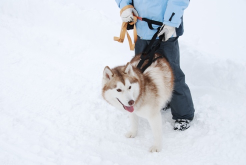 犬ぞりレポート その1_c0099133_032712.jpg