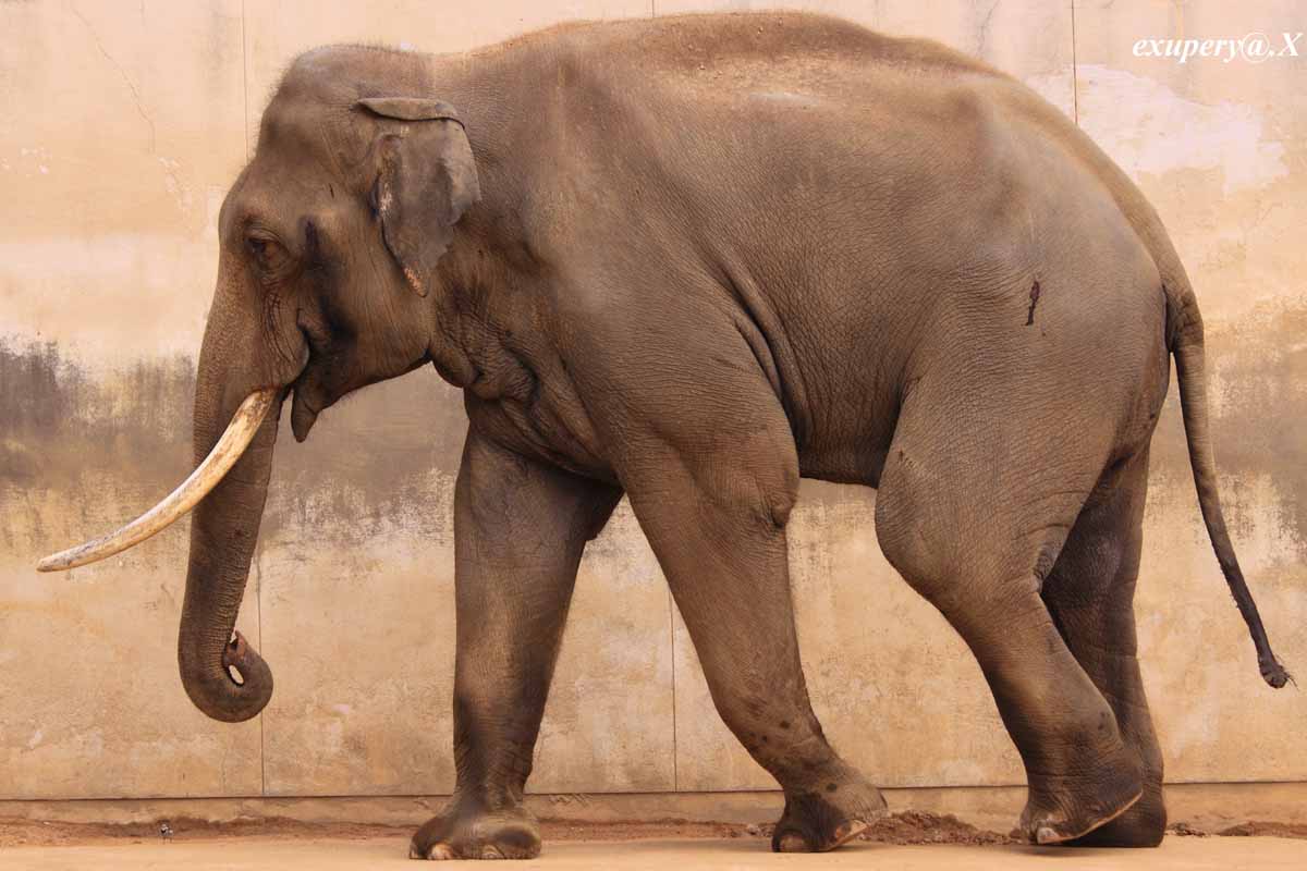 象さん　王子動物園の象さんを撮影しました_e0195337_17381699.jpg