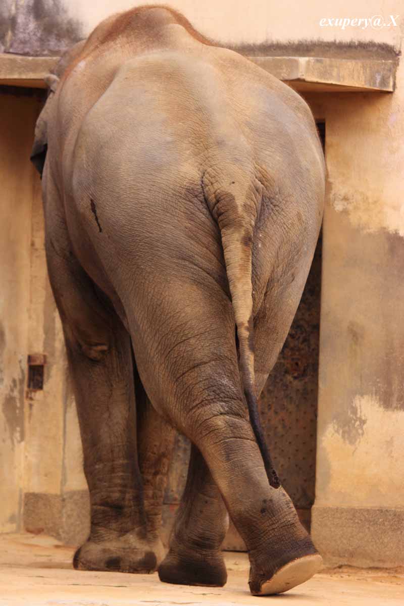 象さん　王子動物園の象さんを撮影しました_e0195337_17382981.jpg