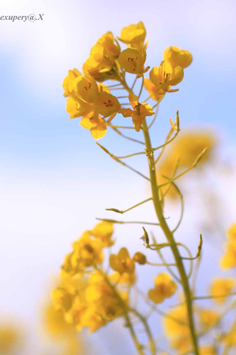 また寒くなってきたので少し暖かさを早咲きの菜の花を撮影しました_e0195337_22572087.jpg