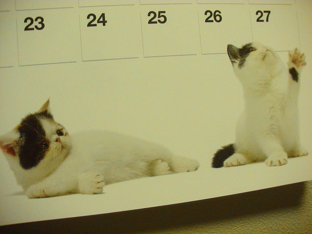 猫カレンダー。_e0060555_17183710.jpg