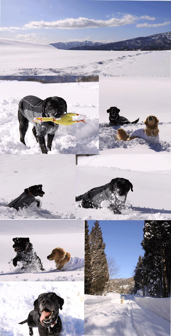 e0149256_18432560.gif