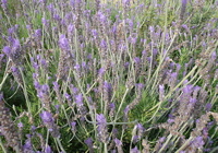 e0130657_2147356.jpg