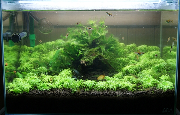 こけまみれ水草撤去 Aquatic Sipon