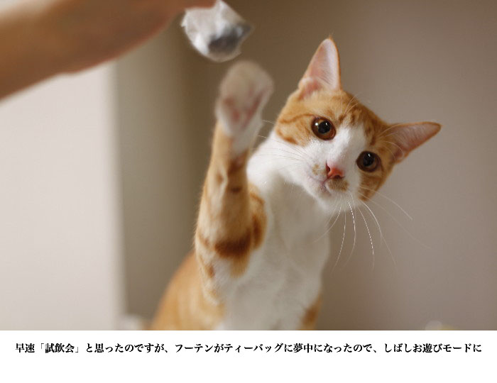 ねこ茶でラリる_a0169366_205392.jpg