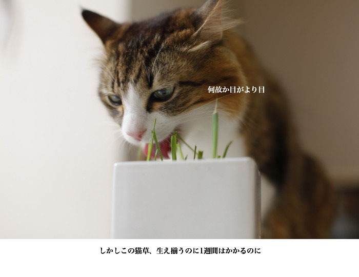 猫草ラヴァー_a0169366_211893.jpg