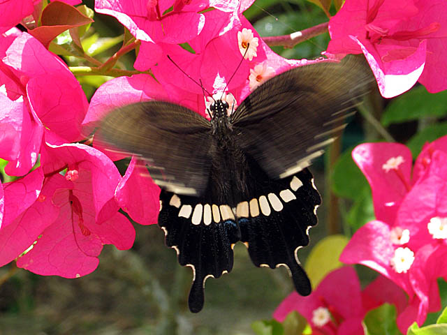 f0199866_11294320.jpg