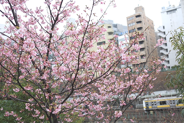 河津桜が！_e0117969_2204046.jpg