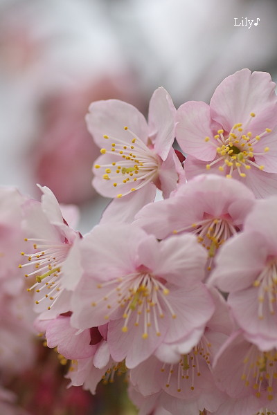 微笑むように愛で包みこむ ＊ 寒桜_e0166574_232431100.jpg