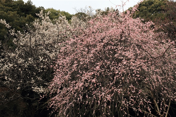 気付けばそこにある花。_b0133886_19152546.jpg