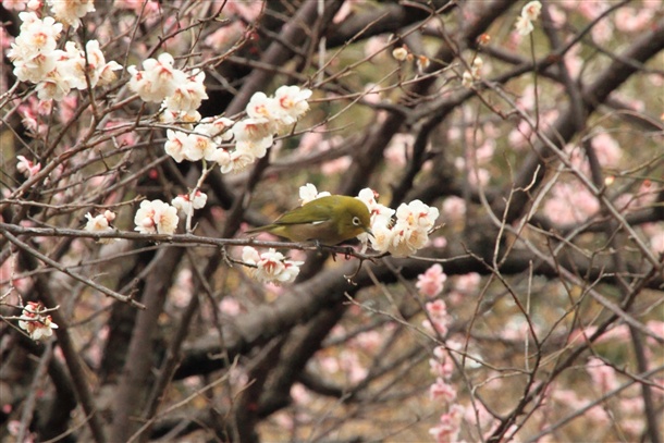 気付けばそこにある花。_b0133886_19153853.jpg