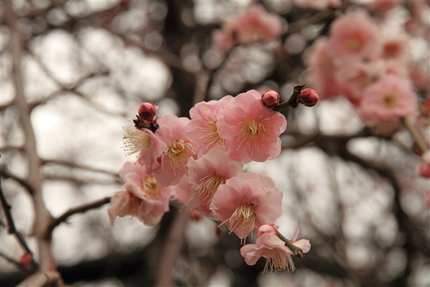 気付けばそこにある花。_b0133886_19155463.jpg