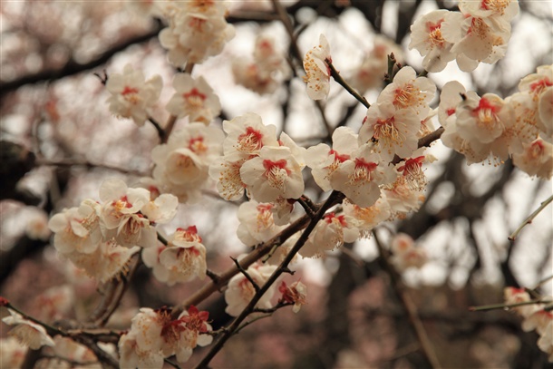 気付けばそこにある花。_b0133886_19163232.jpg