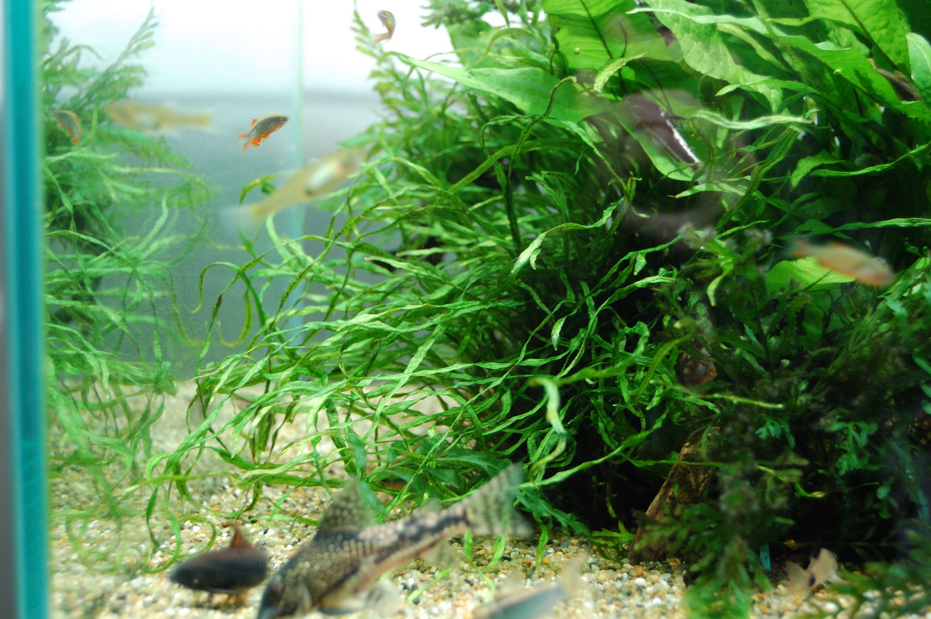 本物の ミクロソリウムsp本ナロー 魚と水草とやもり達 : 水草