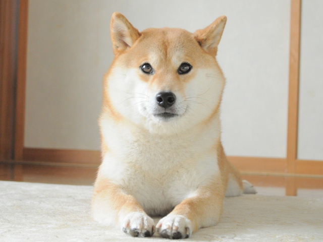 顔を埋めたい_a0126590_22584643.jpg