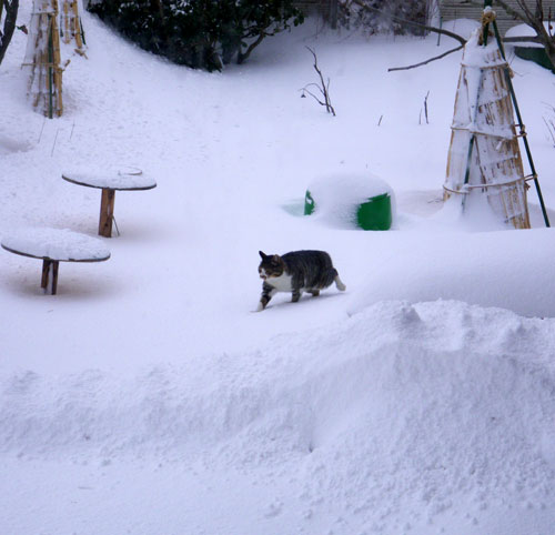 吹雪の翌日のキジトラさん♪_a0136293_16145212.jpg